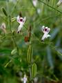 Andrographis paniculate Ausschnitt Andrographolide (Andrographis paniculate Ausschnitt Andrographolide)