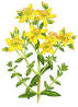  St John`s Wort (Зверобой продырявленный)