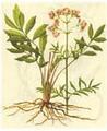  Valerian Root Extract ( Valerian Root Extract)