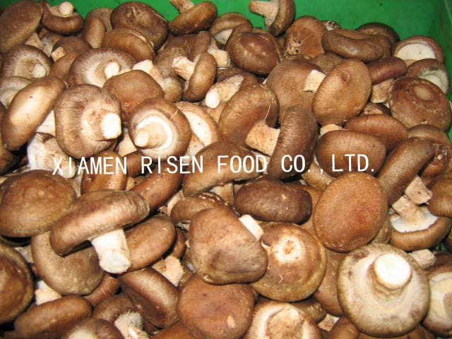  Fresh Shiitake Mushroom (Свежих грибов шиитаке)