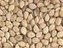  Indian Natural White Sesame Seeds