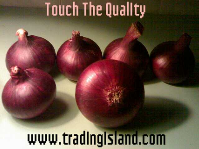  Red Onion From Egypt