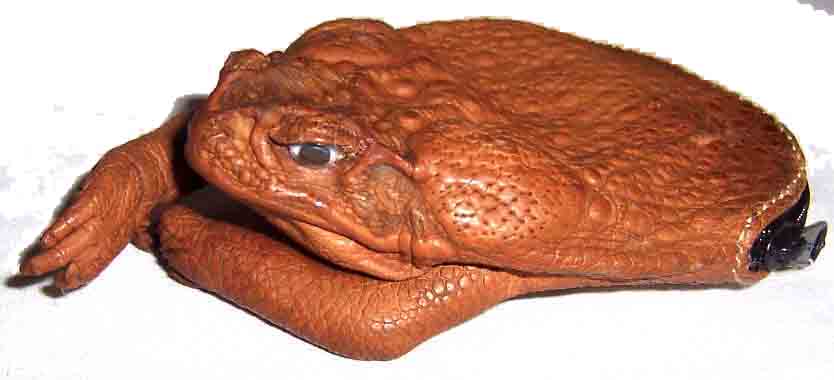  Cane Toad Purses