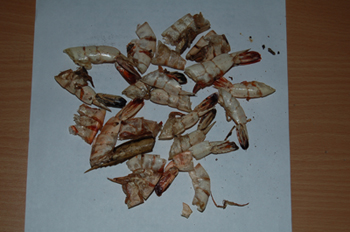 Prawn Shell (Garnelen Shell)