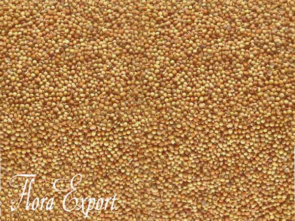  Coriander Seeds & Leaves (Graines de coriandre & Leaves)