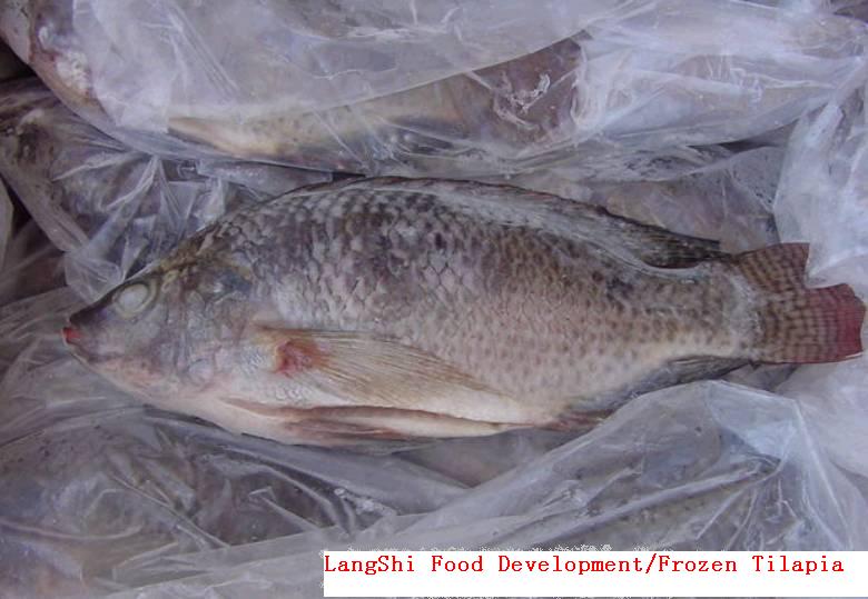 Tilapia Ganze und Filets (Tilapia Ganze und Filets)