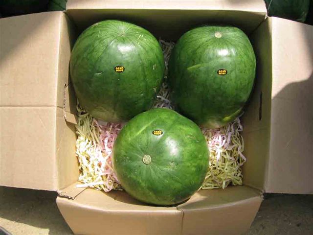 Watermelon (Wassermelone)