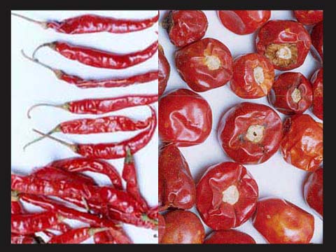  Dry Red Chilies (Piments rouges secs)