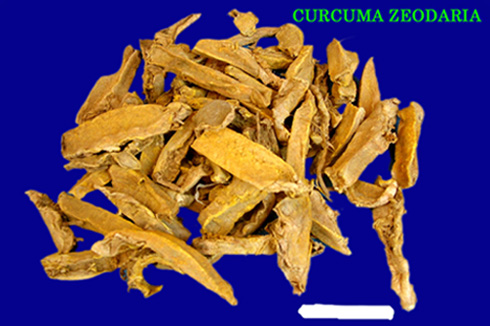  Curcuma Zedoaria