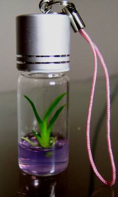  Mini Plant Pet Tree Key Chain (Mini-Plant Pet Tree Key Chain)