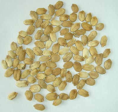  Bitter Gourd Seed ( Bitter Gourd Seed)