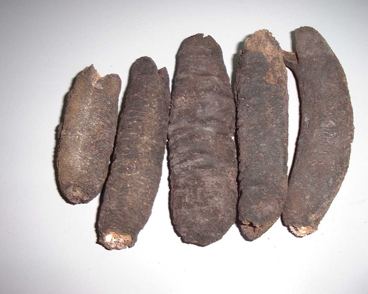  Dried Sea Cucumber (Getrocknete Seegurke)