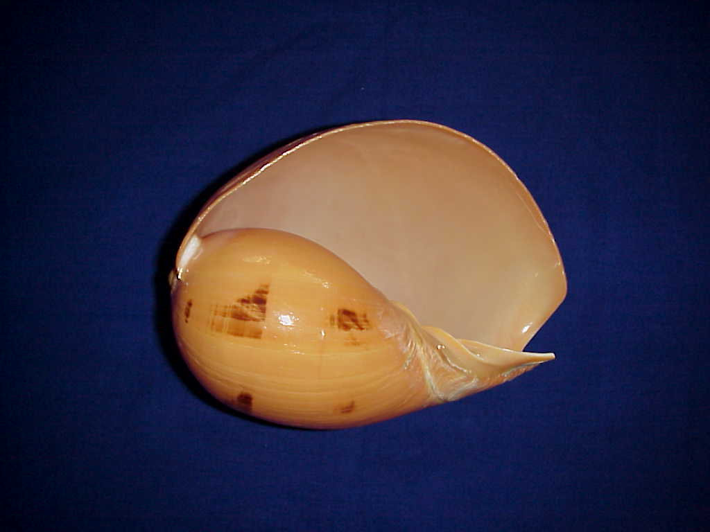 Sea Shell (Sea Shell)