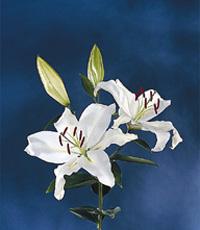  Fresh Cut Flower-Lily (Свежесрезанные цветок-лилия)