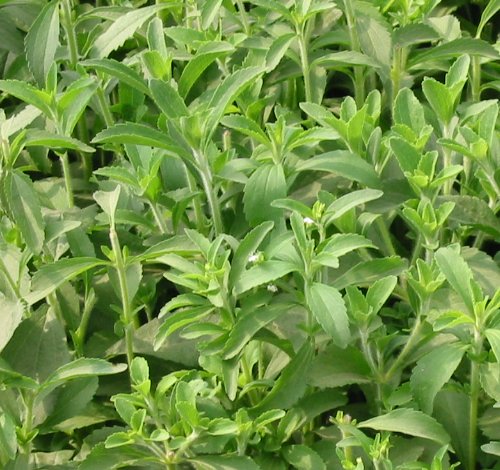  Stevia Leaves Dry (Stevia feuilles sèches)