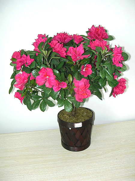  Artificial Azalea