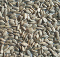  Bakery Sunflower Kernels (Boulangerie de tournesol décortiquées)