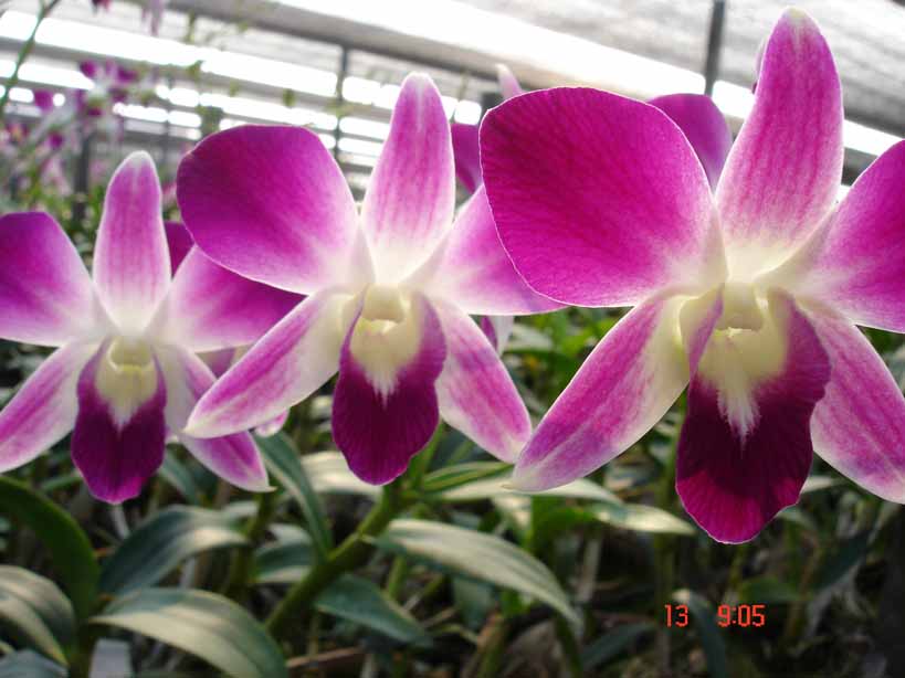  Dendrobium Sonnia