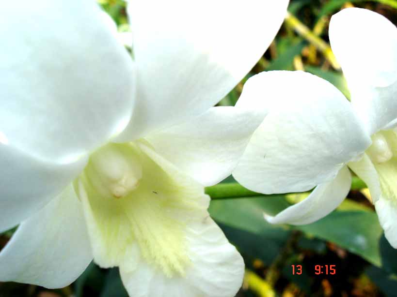  Natural White Orchid (Природные Белая орхидея)