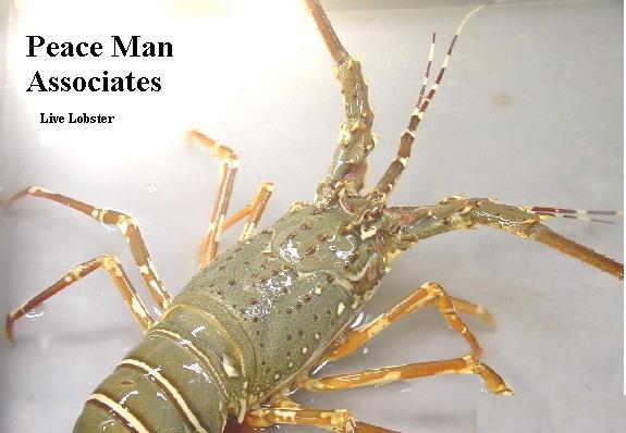 Live Lobster (Homard vivant)