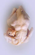  Halal Whole Chicken (Halal poulet entier)