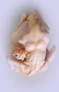  Halal Whole Chicken ( Halal Whole Chicken)