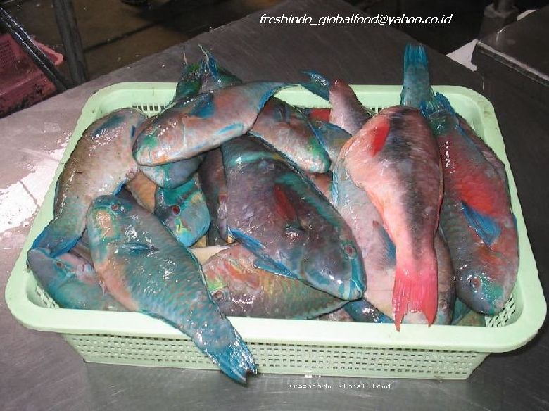  Frozen W/R Parrot Fish (Frozen W / R poisson perroquet)