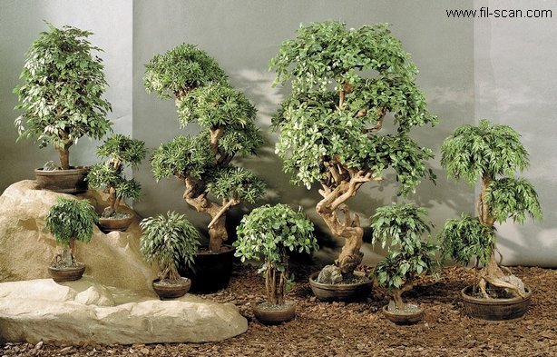  Bonsai Trees (Бонсай деревья)