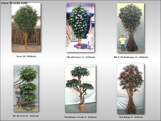  Big Trees, Interior Trees, Design Trees, Ficus (Большие деревья, деревья интерьера, дизайн деревья, Ficus)