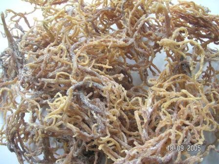  Dry Seaweed ( Euchema Cottonii ) (Les algues sèches (Euchema cottonii))