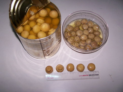  Canned Mushroom, Brined Mushroom (Les conserves de champignons, saumurés Champignon)