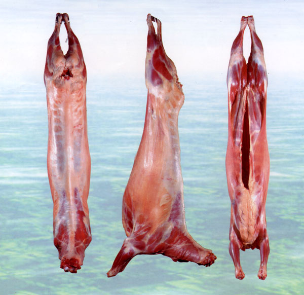  Halal Lamb Carcass ( Halal Lamb Carcass)
