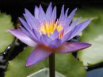  Tropical Water Lily (Tropical Water Lily)