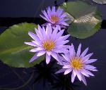  Water Lily Capensis (Water Lily Capensis)