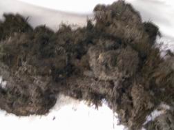  Seaweed