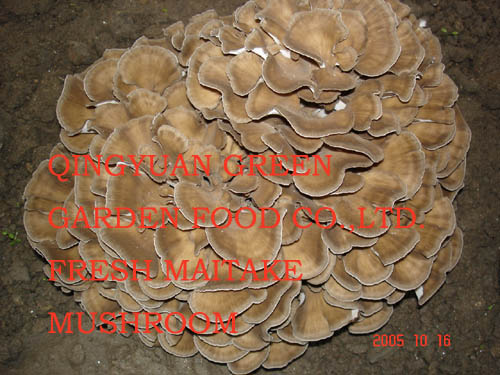  Fresh Maitake Mushroom (Грибы свежие Maitake)