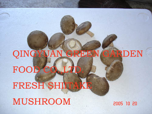  Fresh Shiitake Mushroom ( Fresh Shiitake Mushroom)