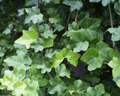  Ivy Extract (Ivy Extrait)