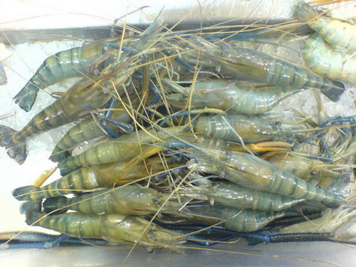  Giant Freshwater Prawn (Giant Freshwater Prawn)