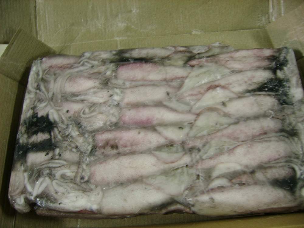  Whole Uncleaned Squid (Le total des calmars nettoyés)