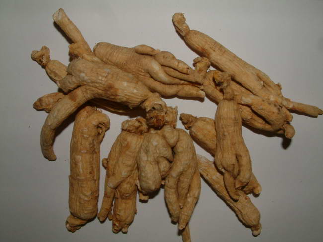 Panax Ginseng Roots