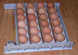  Egg Incubators (Les incubateurs d`oeufs)