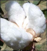 Raw Cotton, Cotton Seed, Cotton Seed Oil, Cotton Seed Cake