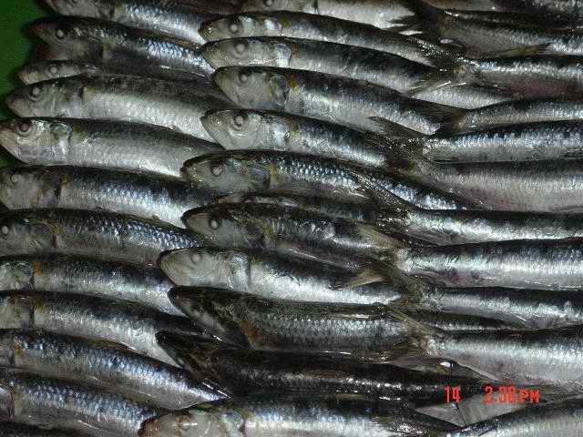  Frozen Sardine (Frozen Sardine)