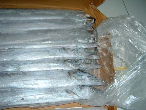  Frozen Hairtail (Ribbonfish) (Замороженные Hairtail (Ribbonfish))