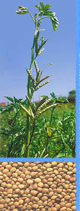  Guar Gum (La gomme de guar)