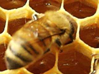  Honey Beeswax, Candle Wax, Natural Beeswax, Beeswax ( Honey Beeswax, Candle Wax, Natural Beeswax, Beeswax)