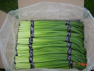  Fresh Garlic Sprout (L`ail frais Sprout)