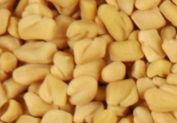  Fenugreek Seed (Fenugrec semences)