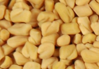  Fenugreek Seed (Bockshornklee Samen)